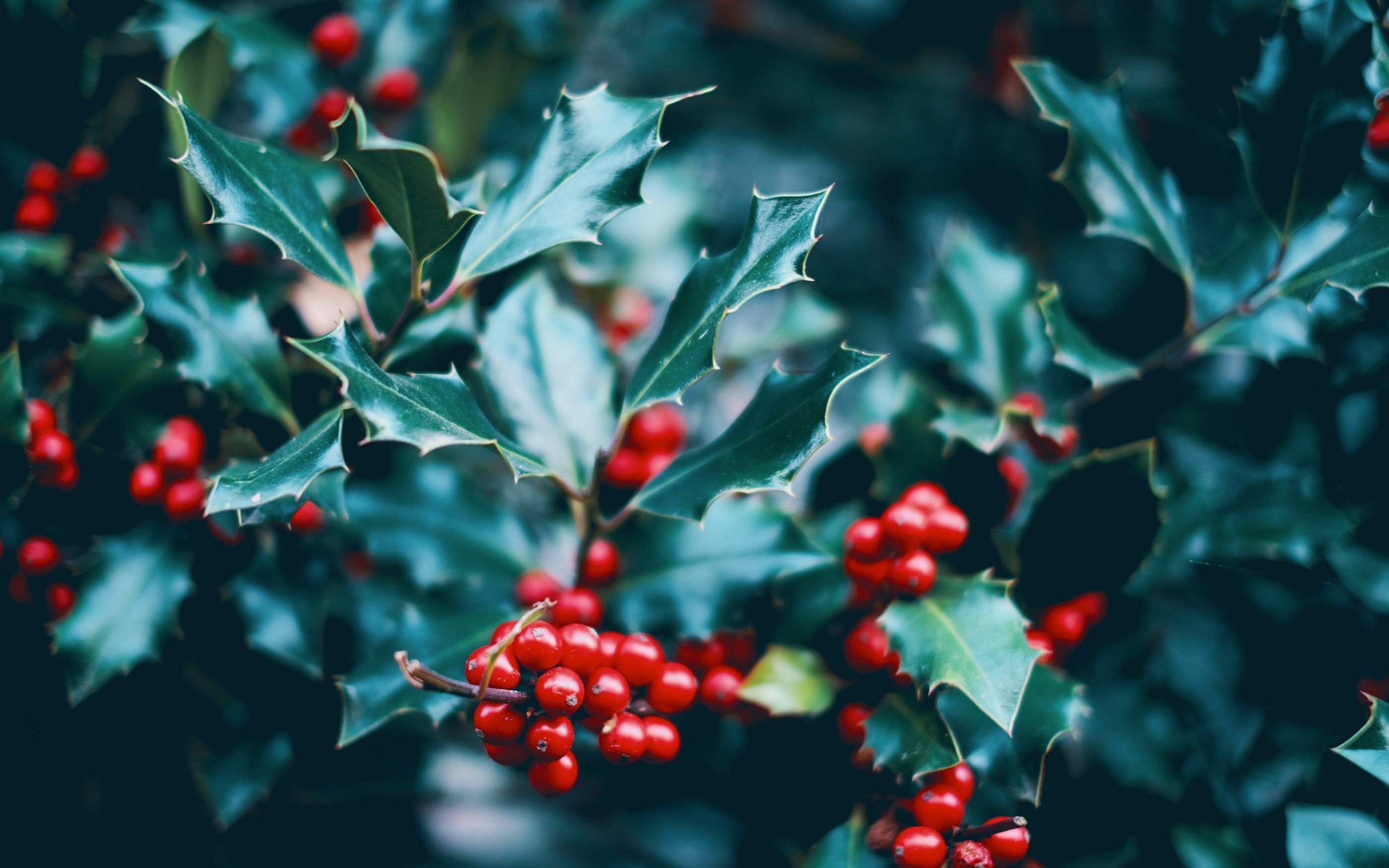 Photo of red berries on a bush